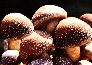 智慧菌菇房養(yǎng)殖解決方案